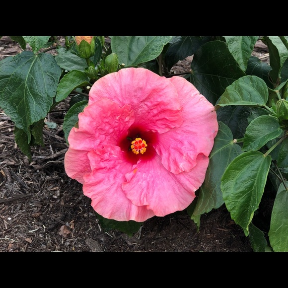 Meet your Posher, Julie - Picture 1 of 1